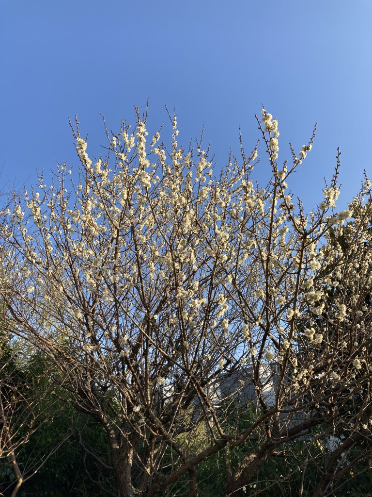 2月中旬の梅の花